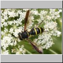 Ceriana conopsoides - Schwebfliege 01b.jpg